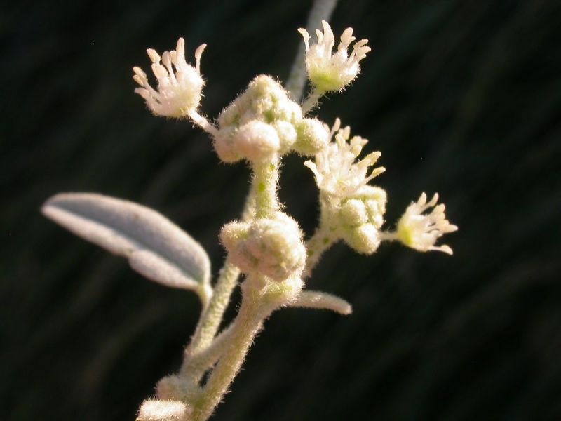 Archivo:Croton texensis 3.jpg
