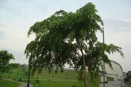 Ficus celebensis.JPG