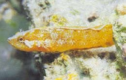 Paraclinus nigripinnis.jpg