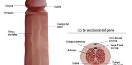 Partes-pene.jpg