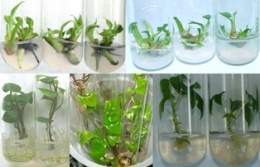 Planta in vitro.jpg