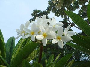 Plumeria.jpg