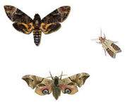 Polilla EcuRed