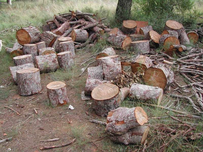 Archivo:Tala de arboles.jpg