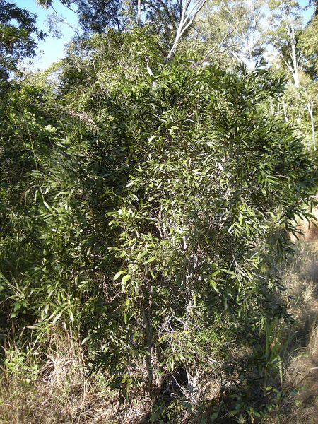 Archivo:Acacia fasciculifera 1.jpg