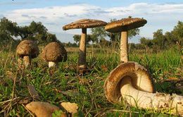 Amanitaceciliae.jpg