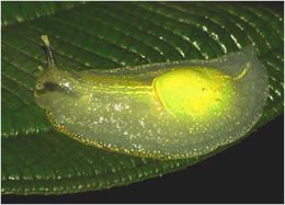 Babosa transparente.jpg