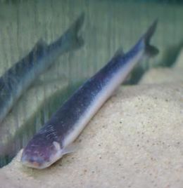 Candiru.jpg