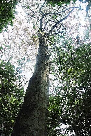 Croton lechleri.jpg