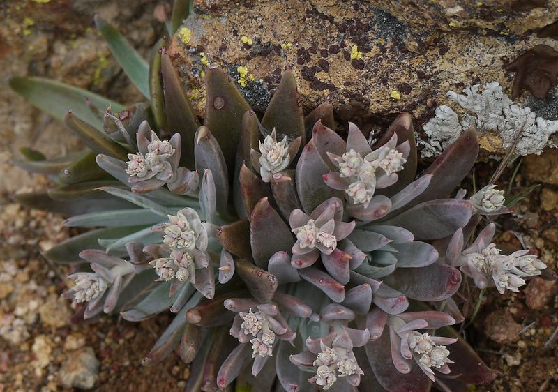 Archivo:Dudleya Calcicola.jpg
