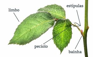 Estipula.jpg