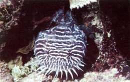 Sanopus greenfieldorum.jpg