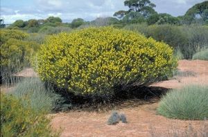 Acacia kalgoorliensis.jpg