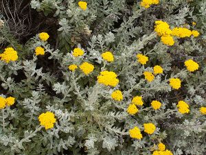 Helichrysum moeserianum.JPG