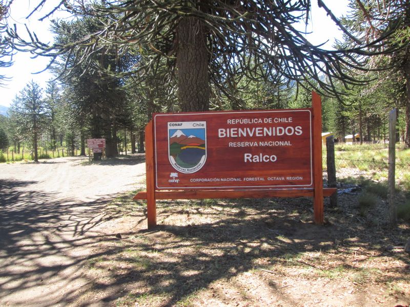 Archivo:Reserva Nacional Ralco2.JPG