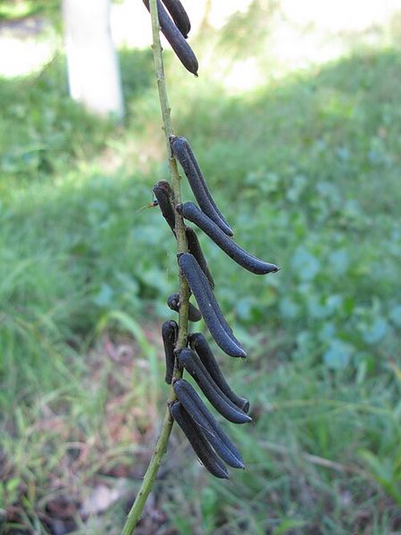Archivo:Crotalaria lanceolata 4.jpg