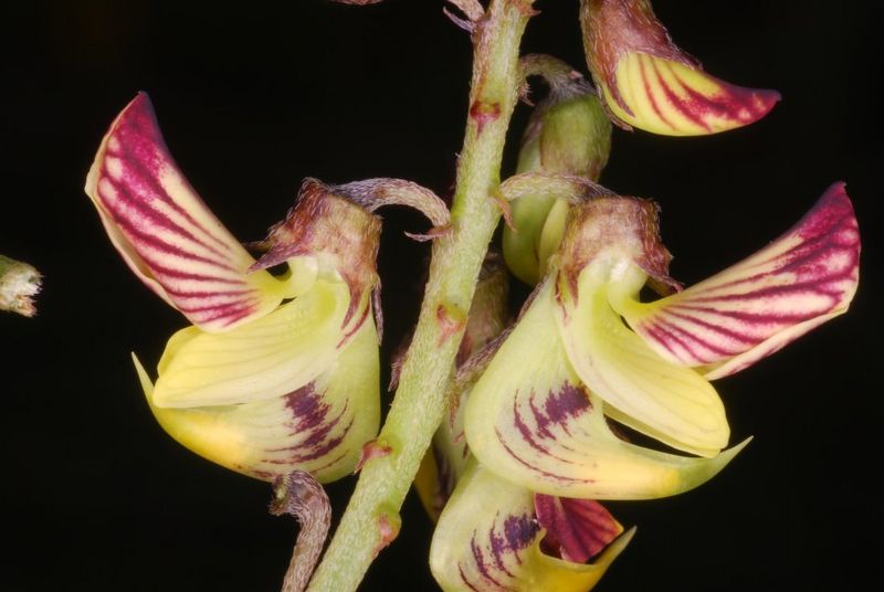 Archivo:Crotalaria lathyroides 3.jpg