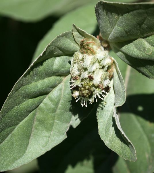 Archivo:Croton argenteus 2.jpg