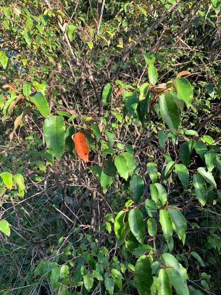 Archivo:Croton dichogamus.jpg