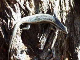 Escinco africano rayado.jpg
