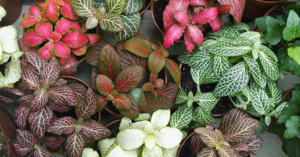 Fittonia.png