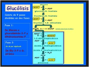 Glucolisis.jpg