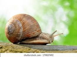 Helix Aspersa.jpg