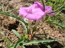 Ipomoea madrensis.jpeg