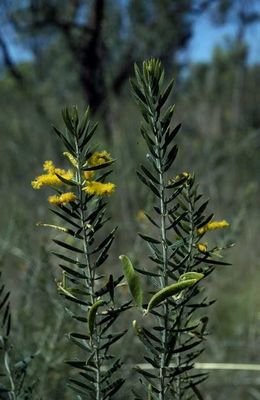 Acacia chrysochaeta.jpg