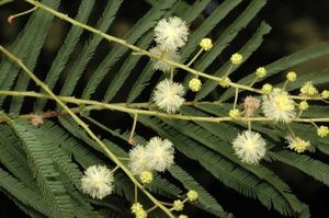 Acacia chrysotricha.jpg