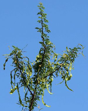Acacia greggii.jpg