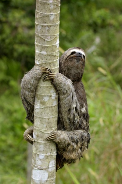 Archivo:Bradypus torquatus.jpeg