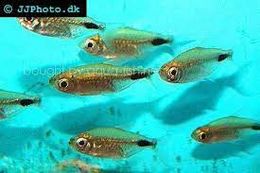 Caudomaculatus.jpg