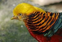 Faisan-dorado.jpg