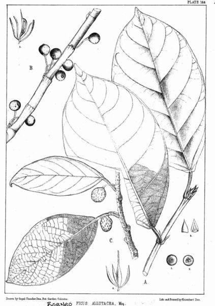 Archivo:Ficus allutacea.jpg