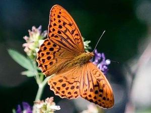 Mariposa Macón.jpg
