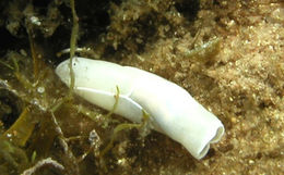 Philline aperta.jpg