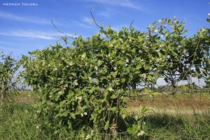 Araujia sericifera.JPG
