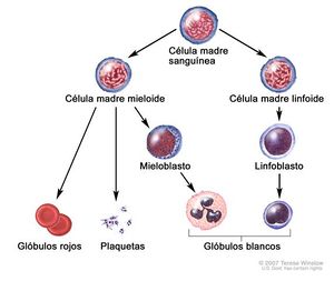 Celulamadre.jpg