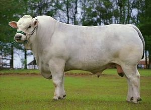 Chianina.jpg