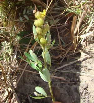 Crotalaria cuspidata.jpg