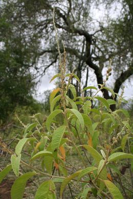 Croton leptostachyus.jpg