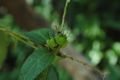 Croton ynesae 3.jpeg