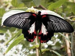 Mormón escarlata.jpg