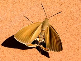 Oruga barrenadora de las palmeras.jpg