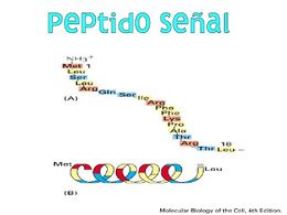 Péptidoseñal.jpg