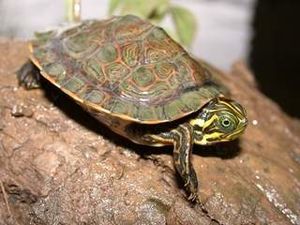 Pseudemys concinna, juvenile,I JDW707.jpg