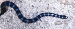 Serpiente de mar cola ancha.jpg