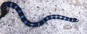Serpiente de mar cola ancha.jpg