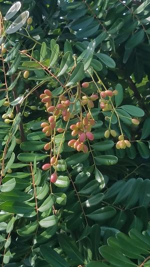 Simarouba amara.jpeg